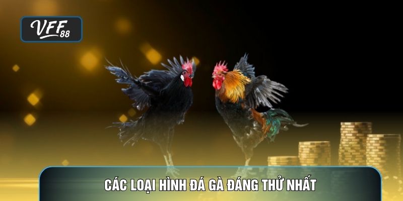 Các loại hình đá gà đáng thử nhất